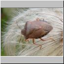 Holcostethus vernalis - Baumwanze 01.jpg